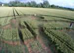 Honey Street, Wiltshire crop circle, aerial photo 8