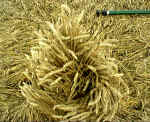The Knoll, Wiltshire crop circle, aerial photo 9