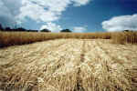 Istead Rise, Kent crop circle, aerial photo 5