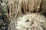 Istead Rise, Kent crop circle, aerial photo 4