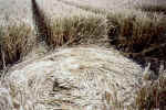 Istead Rise, Kent crop circle, aerial photo 6