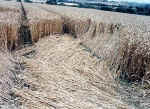 Little Bowen, Leicestershire crop circle, aerial photo 7