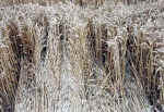 Little Bowen, Leicestershire crop circle, aerial photo 10