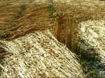 Martinsell Hill, Wiltshire crop circle, aerial photo 8