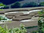 Martinsell Hill, Wiltshire crop circle, aerial photo 9