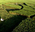 Alton Barnes, Wiltshire crop circle, aerial photo 8