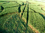 Alton Barnes, Wiltshire crop circle, aerial photo 5