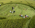 North Down, Wiltshire crop circle, aerial photo 5