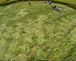 North Down, Wiltshire crop circle, aerial photo 6
