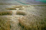 Patcham, Sussex crop circle, aerial photo 3