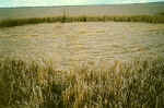Patcham, Sussex crop circle, aerial photo 5