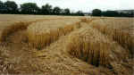 Pegsdon (2), Hertsfordshire crop circle, aerial photo 7