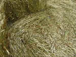Pewsey White Horse, Wiltshire crop circle, aerial photo 18