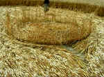 Pewsey White Horse, Wiltshire crop circle, aerial photo 11