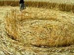 Pewsey White Horse, Wiltshire crop circle, aerial photo 12