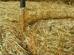 Pewsey White Horse, Wiltshire crop circle, aerial photo 14