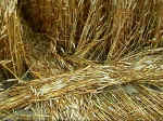 Pewsey White Horse, Wiltshire crop circle, aerial photo 15