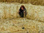 Pewsey White Horse, Wiltshire crop circle, aerial photo 10