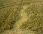 Rough Down, Wiltshire crop circle, aerial photo 7