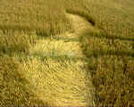 Rough Down, Wiltshire crop circle, aerial photo 8