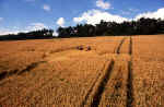 Rough Down, Wiltshire crop circle, aerial photo 11
