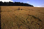 Rough Down, Wiltshire crop circle, aerial photo 12