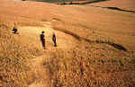 Rough Down, Wiltshire crop circle, aerial photo 9