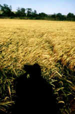 Seaton, Leicestershire crop circle, aerial photo 6