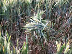 Old Village of Shaw, Wiltshire crop circle, aerial photo 6