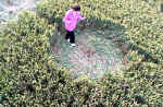 Old Village of Shaw, Wiltshire crop circle, aerial photo 7