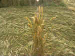 Silbury Hill (4), Wiltshire crop circle, aerial photo 8