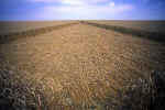 West Overton T-Junction, Wiltshire crop circle, aerial photo 4