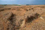 West Overton T-Junction, Wiltshire crop circle, aerial photo 6