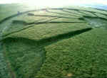 Priors, Wiltshire crop circle, aerial photo 7