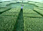 Priors, Wiltshire crop circle, aerial photo 9