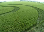 Stanton St Bernard, Wiltshire crop circle, aerial photo 4