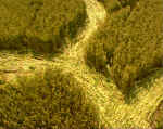 Lavington, Wiltshire crop circle, aerial photo 5