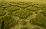 Lavington, Wiltshire crop circle, aerial photo 6