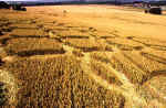 Lavington, Wiltshire crop circle, aerial photo 11
