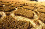 Lavington, Wiltshire crop circle, aerial photo 13