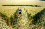 Telegraph Hill, Bedfordshire crop circle, aerial photo 4