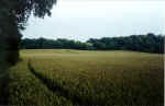 Telegraph Hill, Bedfordshire crop circle, aerial photo 2