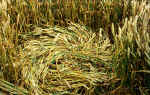 Telegraph Hill (2), Bedfordshire crop circle, aerial photo 6