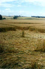 Telegraph Hill (2), Bedfordshire crop circle, aerial photo 4