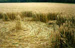 Telegraph Hill (2), Bedfordshire crop circle, aerial photo 5