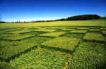 Windmill Hill, Wiltshire crop circle, aerial photo 3