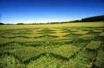 Windmill Hill, Wiltshire crop circle, aerial photo 7