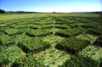 Windmill Hill, Wiltshire crop circle, aerial photo 4