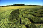 Windmill Hill, Wiltshire crop circle, aerial photo 5