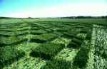 Windmill Hill, Wiltshire crop circle, aerial photo 6